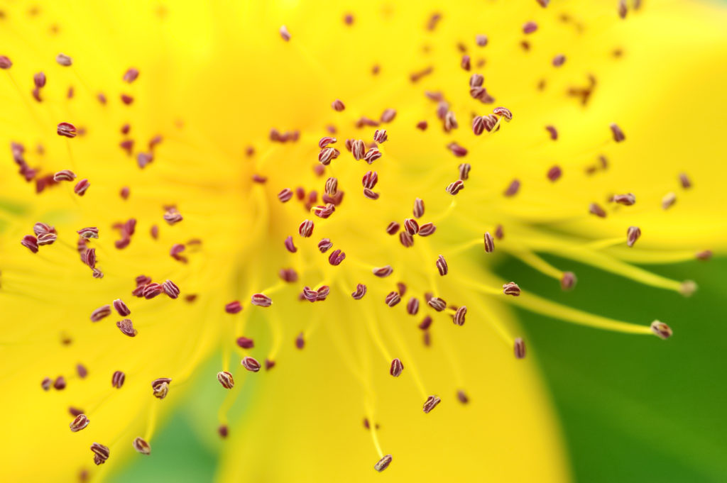pollens